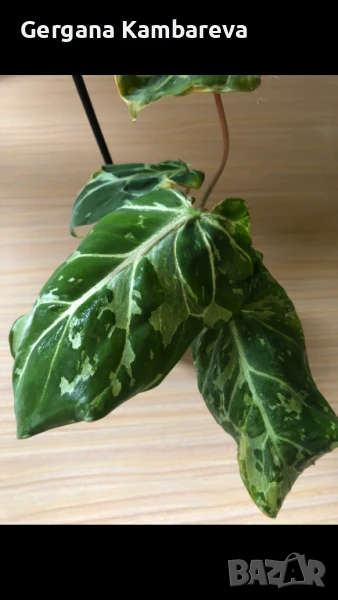 Philodendron Gloriosum Snow Leopard , снимка 1