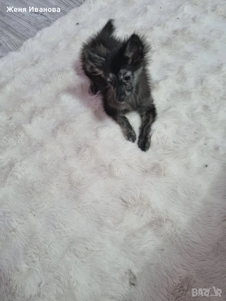 Померан Шпиц, снимка 1