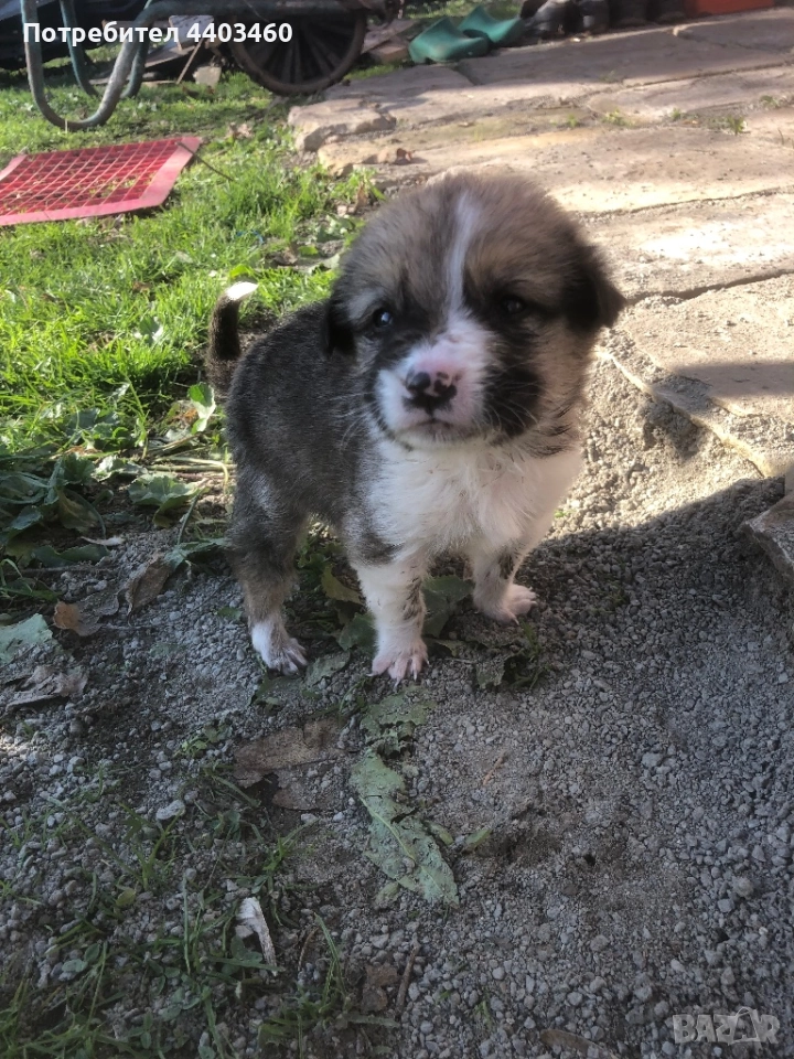 Подарявам кученце, снимка 1