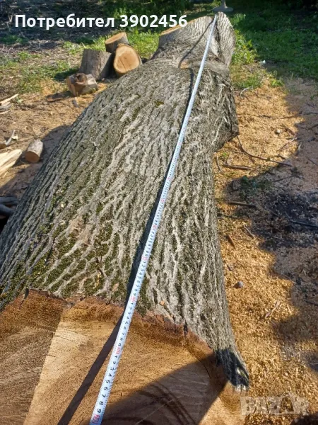 орех за дървен материал , снимка 1