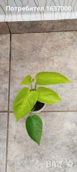 Епипремнум Неон , снимка 1