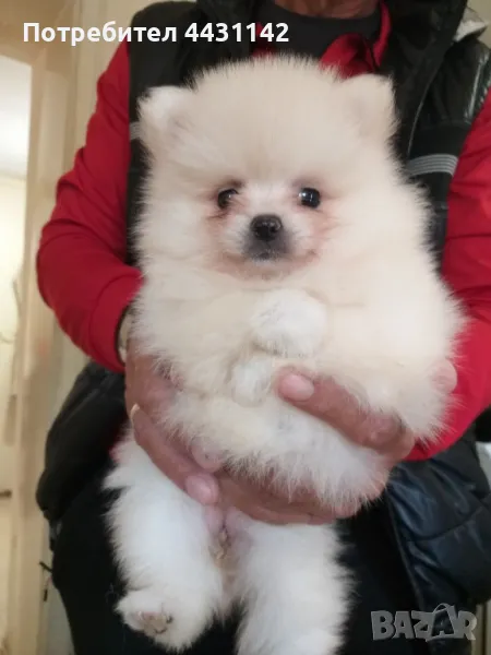 мини цпиц померан , снимка 1