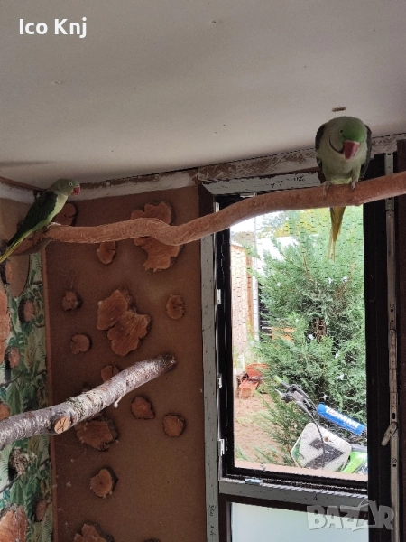 Папагали голям Александър , снимка 1