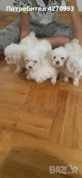 Мини малтийски болонки , снимка 1