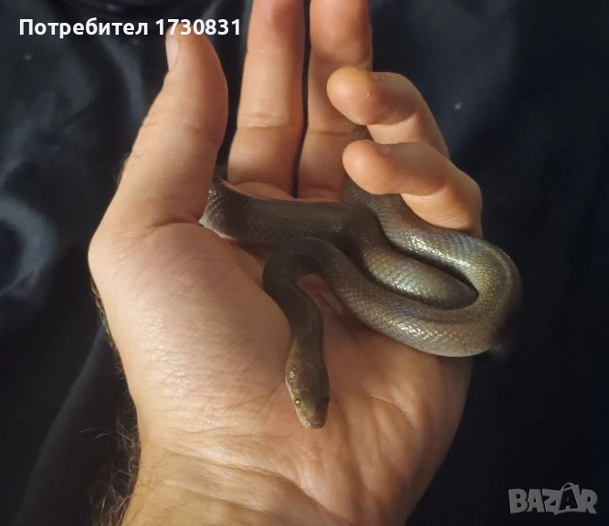 Африканска къщна змия (boaedon fugilinosus) - черна, снимка 1