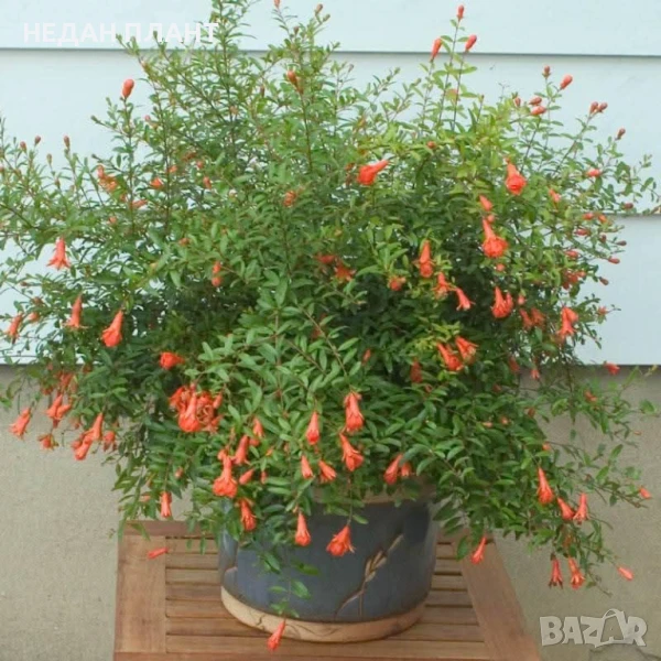 Мини "Нар"/ Punica granatum "Nana", снимка 1