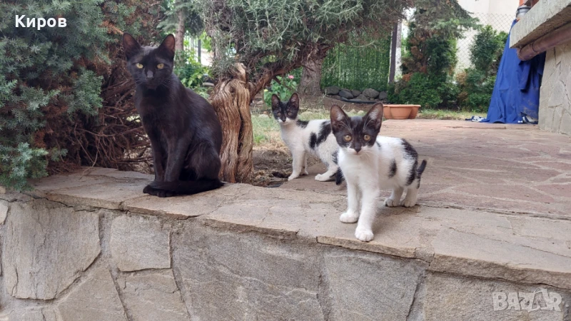 Подарявам домашни котета!, снимка 1