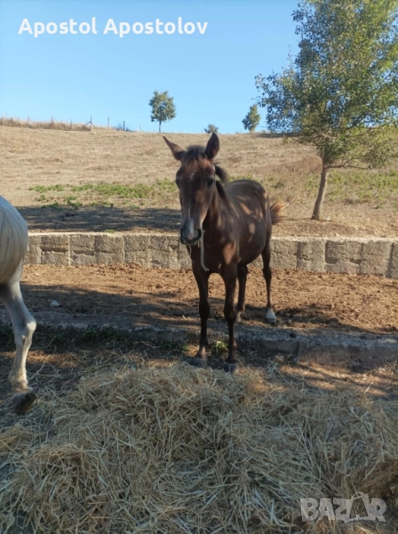Продава се кобила на 1 година и половина , снимка 1