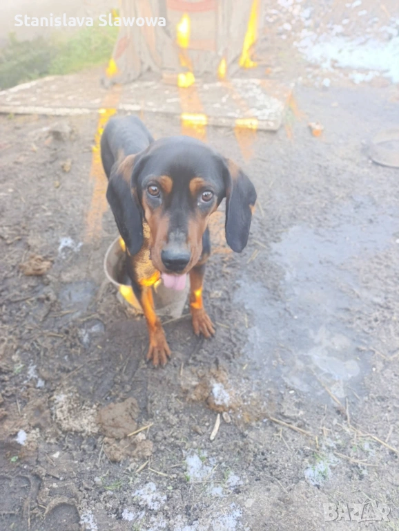 Продават се малки кученца порода ,,БЪЛГАРСКО ГОНЧЕ,,, снимка 1
