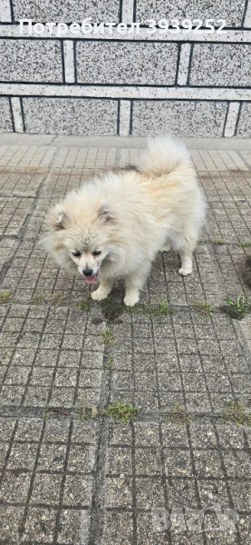 Продавам померанче, снимка 1