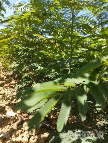 Фиданки от Албиция , снимка 15 - Градински цветя и растения - 51598315