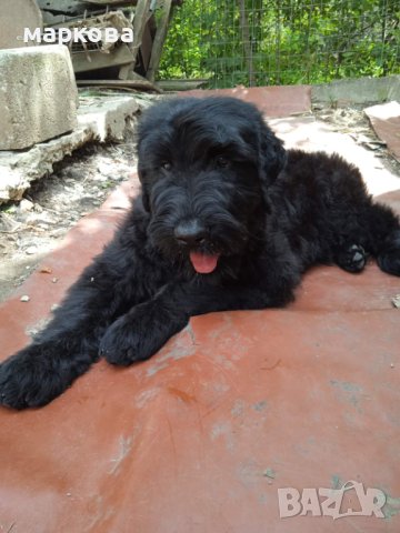 Черен руски териер/КГБ/, снимка 5 - Други - 41309563