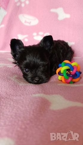 Мини Йоркширски териер момче, снимка 4 - Йоркширски териер - 53621869