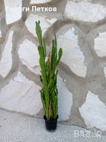 Кактуси високи около 60 см.