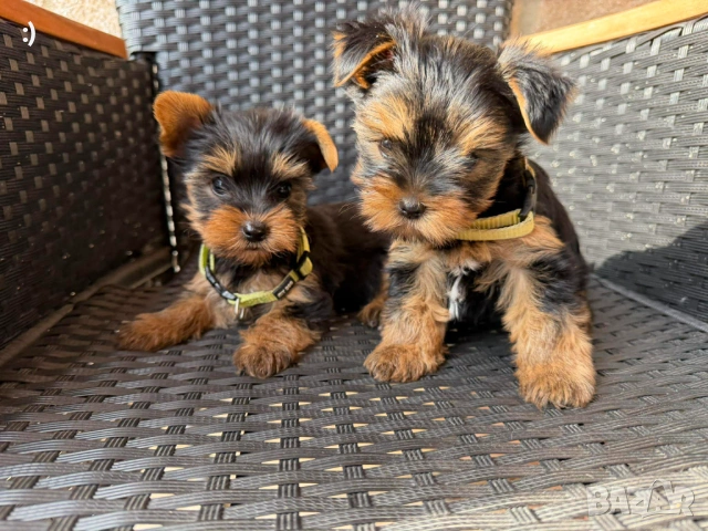 Йоркширски териер Актуално от 2.3.2026, снимка 3 - Йоркширски териер - 53682990