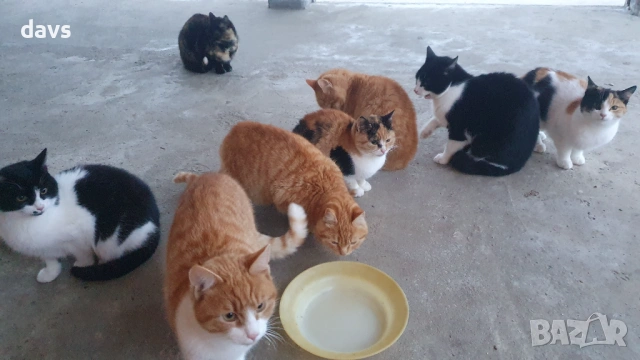 Рижави котета на 6 мес. търсят дом, снимка 14 - Други - 53116819