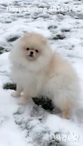 Померан Момче с Родословие , снимка 3 - Померан - 53691313