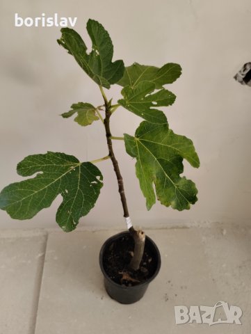 Смокини - зелени и черни(корен), снимка 2 - Градински цветя и растения - 21060505