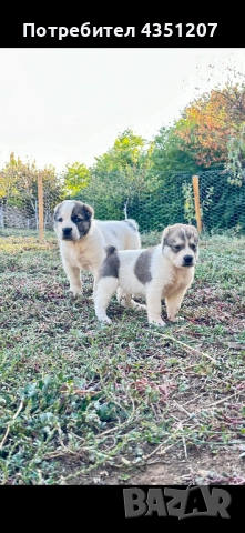 Сао Алабай, снимка 1