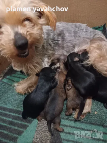 Бебета, снимка 1