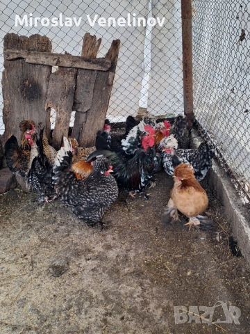 Продавам оплодени яйца от джинките на снимките, снимка 9 - Кокошки и пуйки - 53650745