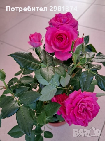 Мини рози, снимка 2 - Градински цветя и растения - 53698753