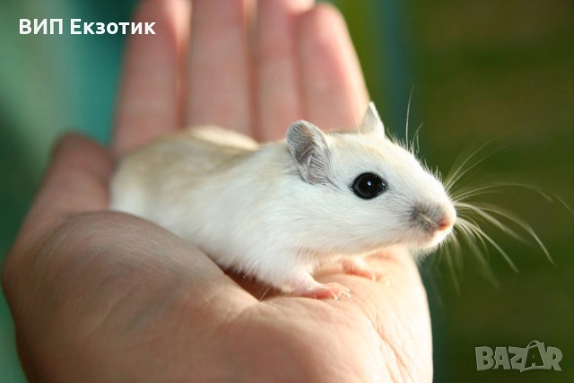 ПРОДАВА ХАМСТЕРИ И МИШКИ, снимка 4 - Други животни - 16738295