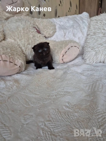 Британски и шотлански котета, снимка 4 - Британска късокосместа - 53305063