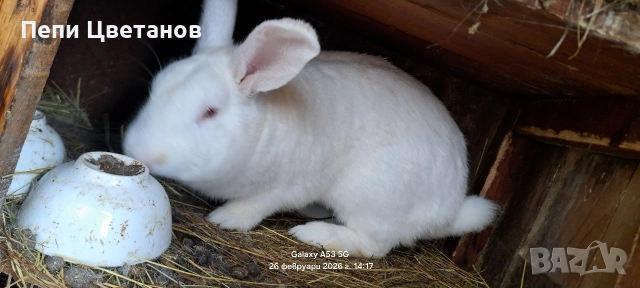 Породисти зайци , снимка 3 - Други животни - 53647743