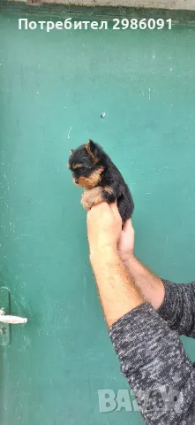 Мини йоркширски териер , снимка 1