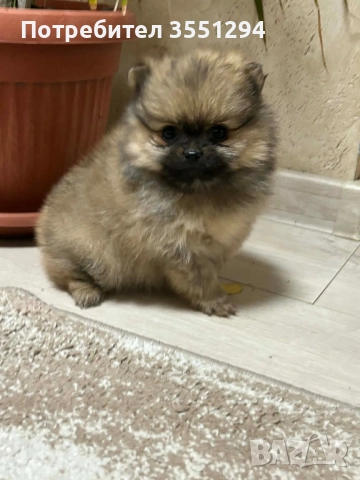 Померанче момиче 