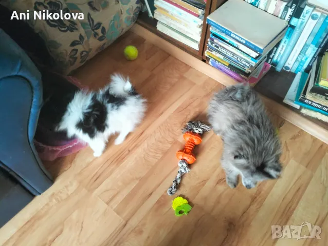 Мини шпиц , снимка 16 - Померан - 49781285