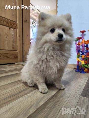 Продават се 1 мъжко 1 женско