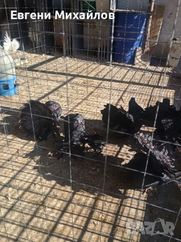 Фенерлии , снимка 6 - Гълъби - 52405319