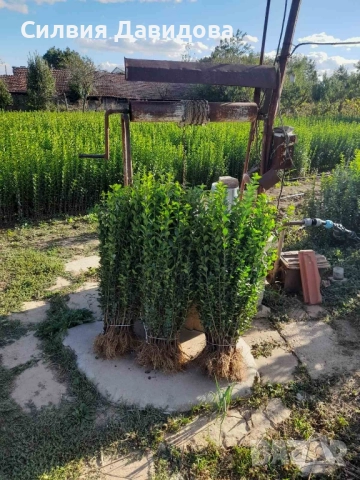 0.70 лв. Лигуструм на корен, снимка 5 - Градински цветя и растения - 51886286