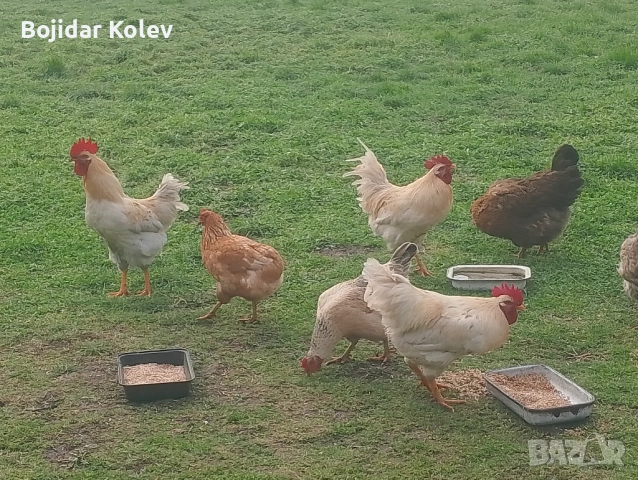 Млади петли, снимка 4 - Кокошки и пуйки - 53131391