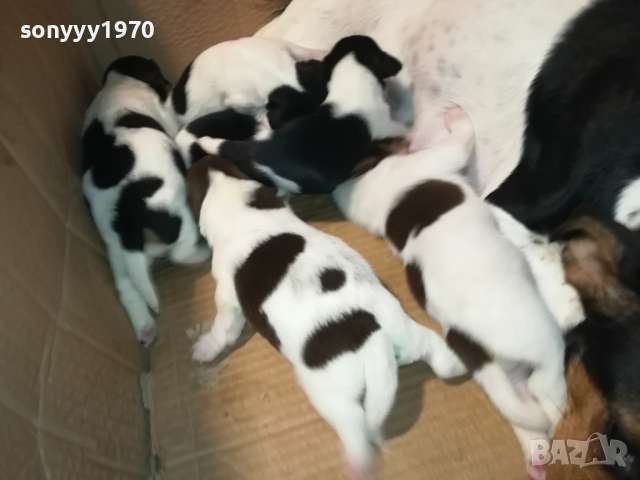 ДЖАК РЪСЕЛ-ПРОДАВАМЕ КУЧЕНЦА 250ЛВ ЗА БРОЙ 2908250958, снимка 17 - Джак ръсел териер - 51530695