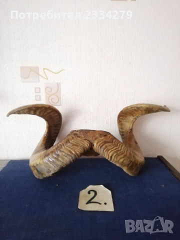 Стари трофейни рога и сувенири изработени от рога, снимка 8 - Антикварни и старинни предмети - 52574037