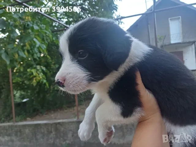 Кученце СПЕШНО търси дом!, снимка 3 - Бордър коли - 55942439
