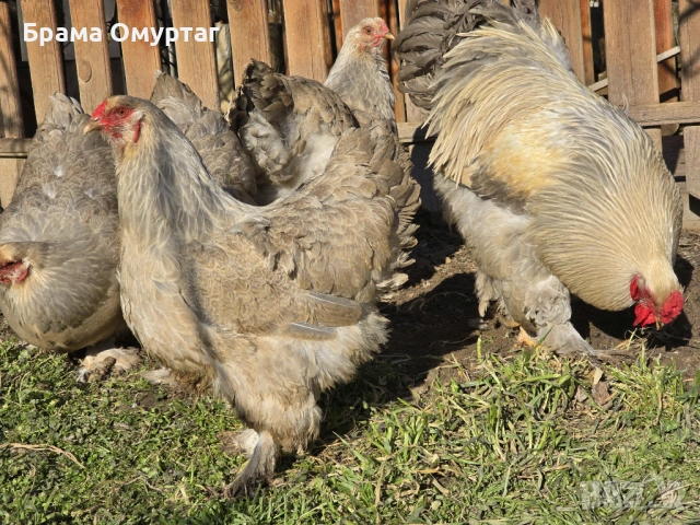 Продавам разплодни яйца от Брама Изабела/Brahma Isabella, снимка 6 - Кокошки и пуйки - 50242130