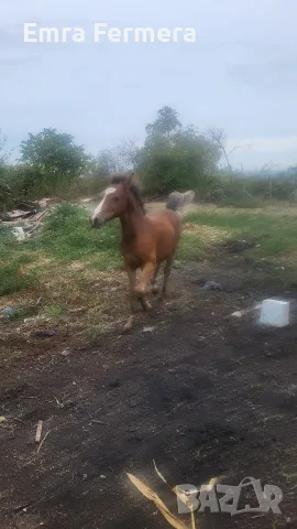 Кон/HORSE......, снимка 2 - Коне - 56294778