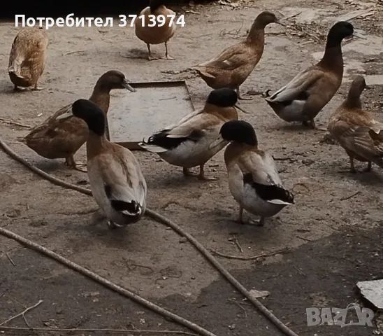 Патици Каки Кембъл