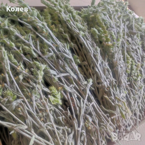  Продава Мурсалски (Пирински) чай- РЕКОЛТА 2025 г. плик  30 грама, снимка 8 - Домашни продукти - 32267899