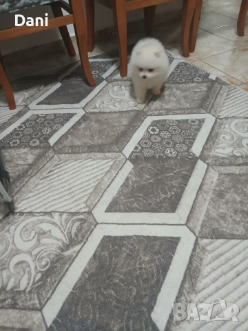 Mini Pomeran, снимка 5 - Померан - 53661268