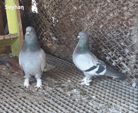 Чифт мардини 