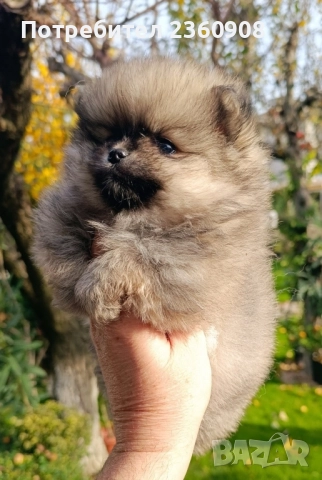 померан, мини померан , снимка 6 - Померан - 52628299