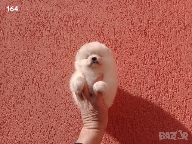 Померани. Реални снимки от 22.02.26 г. , снимка 3 - Померан - 53508637