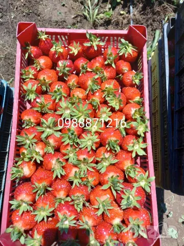 Предлагаме разсад ягоди, снимка 7 - Разсади - 48959415