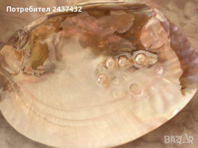 Перлено седефена мида