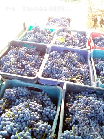 продавам грозде мерло и Каберне , снимка 3 - Домашни продукти - 56088041